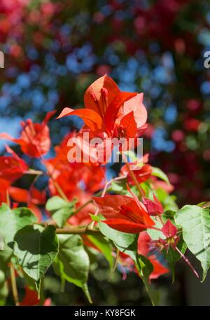 Rosso brillante Bougainvillea viticoltura contro un cielo blu Foto Stock