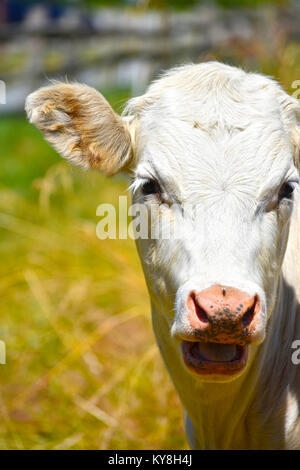 Un Oh mia bontà espressione da un toro bianco - forse beccause di volare su di esso il naso! Un secondo volo è vicino all'occhio sinistro. Foto Stock