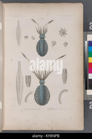 Illustrazione scientifica che raffigura specie di molluschi, tra cui Sepioteuthis de dorei e Sepioteuthis lunulé. La placca mostra i dettagli anatomici e le caratteristiche di classificazione di questi cefalopodi marini utilizzati negli studi zoologici del XIX secolo. Foto Stock