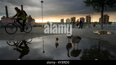 Un " commuter " ciclista passa oche sguazzare in una pozza sul Fiume Tamigi nel percorso di Battersea, West London. Foto Stock