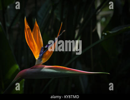 Strelitzia Reginae uccello del paradiso fiore contro un ombra scura sullo sfondo Foto Stock