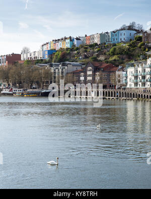 Cigni nuotano in Bristol's Floating Harbour, sotto l'Harbourside di edifici di appartamenti di Hotwells e la collina di colorate case di Clifton. Foto Stock