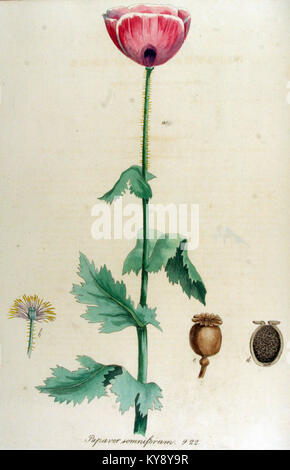Papaver somniferum, noto anche come papavero da oppio, è raffigurato nella Flora Batava, un'opera completa che illustra le piante dei Paesi Bassi. Questo volume fornisce informazioni botaniche dettagliate sulla specie, le sue caratteristiche e il suo significato negli studi botanici. Foto Stock