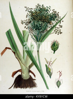 Lo Scirpus sylvaticus, o legname club-Rush, è documentato in Flora Batava volume 1, che descrive i suoi tratti botanici, l'habitat delle zone umide e il ruolo negli ecosistemi europei. Foto Stock