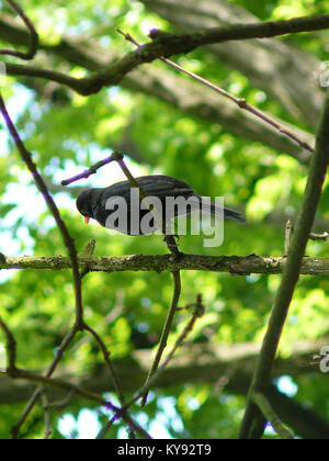 Questa fotografia mostra un robin nel Parco Południowy, Breslavia, Polonia, che mette in evidenza l'habitat naturale del parco e la fauna selvatica locale. Foto Stock