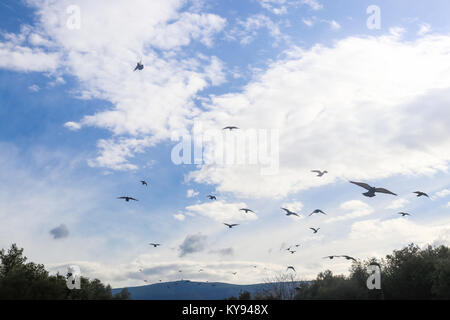 Gli uccelli accorsi in nuvoloso cielo blu con nuvole soffici e montagne blu in background Foto Stock