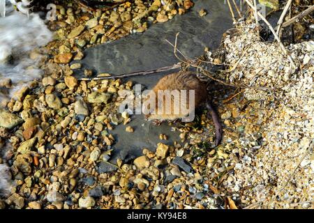 Ondandra seduta sulla riva del mare. Muskrat. Foto Stock