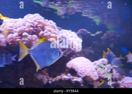 Argentus Monodactylus o argento moonyfishes vicino a una barriera corallina Foto Stock