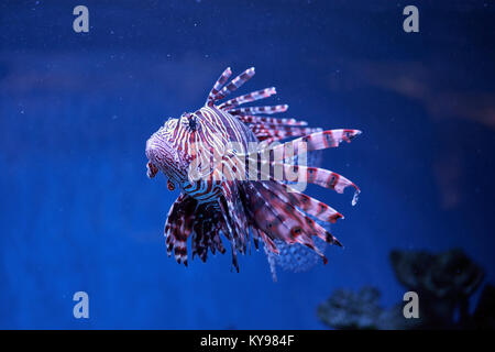 Pterois (leone, danio zebrato eccetera) con lunghe alette velenosi in acqua blu Foto Stock