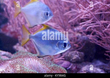 Argentus Monodactylus o argento moonyfishes vicino a una barriera corallina Foto Stock