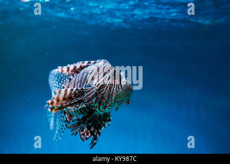 Pterois (leone, danio zebrato eccetera) con lunghe alette velenosi in acqua blu Foto Stock