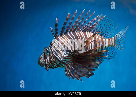 Pterois (leone, danio zebrato eccetera) con lunghe alette velenosi in acqua blu Foto Stock