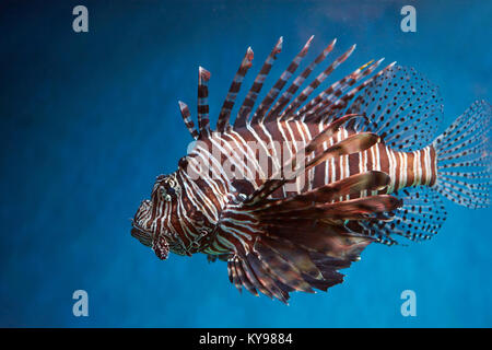 Pterois (leone, danio zebrato eccetera) con lunghe alette velenosi in acqua blu Foto Stock