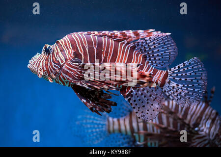 Pterois (leone, danio zebrato eccetera) con lunghe alette velenosi in acqua blu Foto Stock