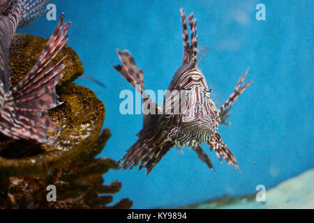 Pterois (leone, danio zebrato eccetera) con lunghe alette velenosi in acqua blu Foto Stock