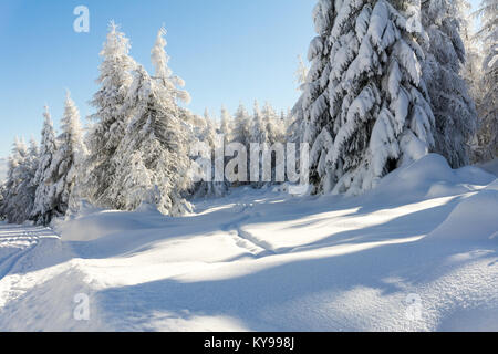 In inverno le montagne paesaggio. Alberi coperti di neve fresca in giornata soleggiata. Karkonosze, Monti dei Giganti, Polonia. Foto Stock