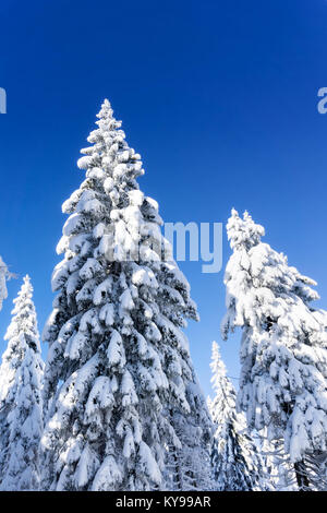 Coperte di neve di abeti con ghiaccioli e coni sullo sfondo del cielo blu. Soleggiata giornata invernale. In inverno il paesaggio di montagna. Foto Stock