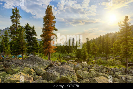 Mattina paesaggio siberiano in foreste di montagna. Il cedro di pino giallo con aghi a secco. Ergaki Nature Park. Regione di Krasnoyarsk Foto Stock