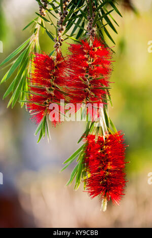 Famiglia Callistemon Myrtaceae, ampiamente coltivata in molte altre regioni e naturalizzato in posizioni sparse. Foto Stock