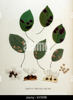 La Roestelia cancellata è una specie presente nella Flora Batava, un'opera botanica dettagliata che documenta la flora dei Paesi Bassi. Questo volume fornisce un resoconto visivo e descrittivo delle caratteristiche dell'impianto. Foto Stock