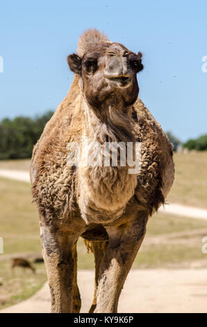 Il Cammello di testa e corpo ritratto in un Safari stand up Foto Stock