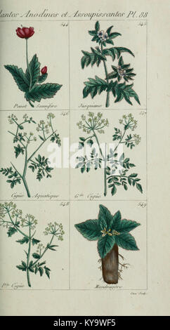 Plantes usuelles, indigènes et exotiques (Pl. 88) (6104011216) Foto Stock