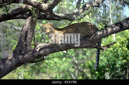 Leopard su un albero di mangiare un kill Foto Stock