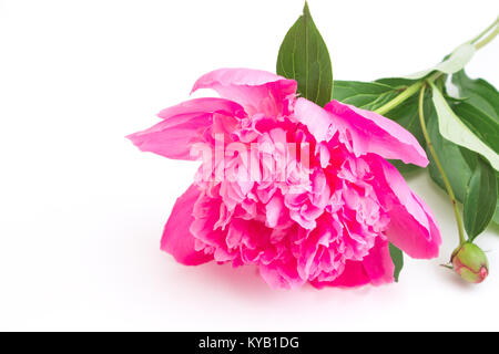 Rosa peonia fiore con foglie closeup su uno sfondo bianco. leggera profondità di campo a non isolare Foto Stock