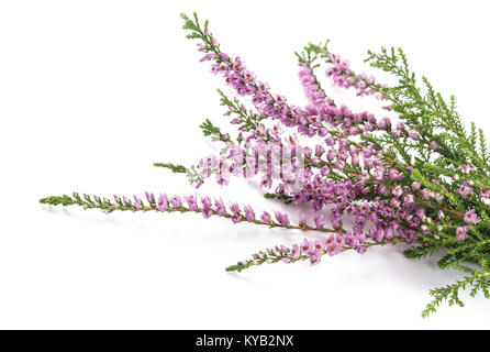 Viola heather fiori isolati su sfondo bianco Foto Stock