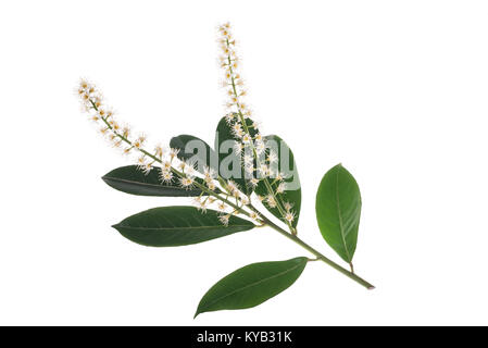 Prunus laurocerasus fiori isolati su sfondo bianco Foto Stock