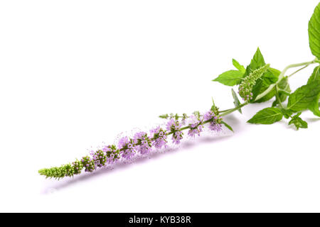 Mint fiori isolati su sfondo bianco Foto Stock