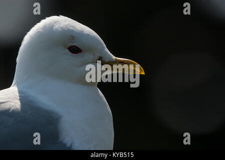Testa di Mew Gull, (Larus canus), Foto Stock