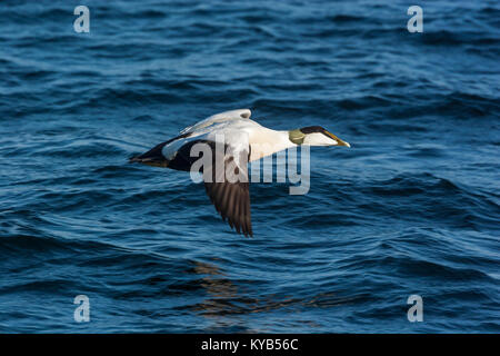 Eider comune (Somateria mollissima), maschio in volo sopra il mare Foto Stock