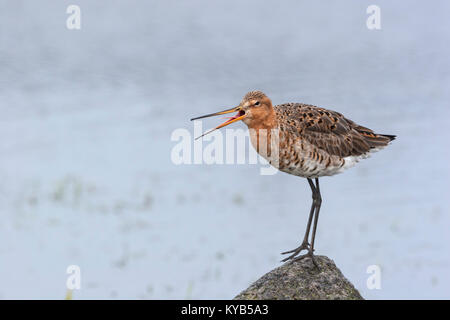 Nero-tailed Godwit (Limosa limosa) chiamando Foto Stock