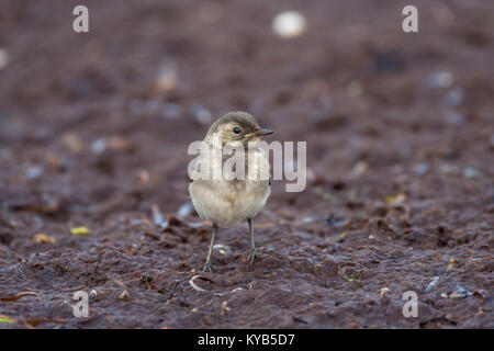 White Wagtail (Motacilla alba) capretti Foto Stock