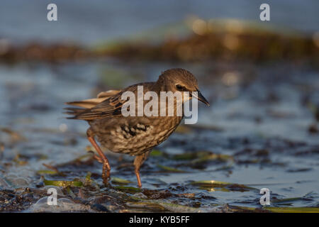 Starling (Sturnus vulgaris), capretti a piedi Foto Stock