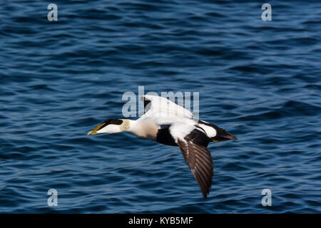 Eider comune (Somateria mollissima), maschio in volo sopra il mare Foto Stock