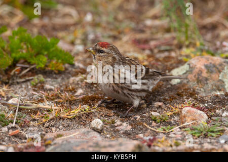 Lesser Redpoll (Acanthis cabaret) sul terreno Foto Stock