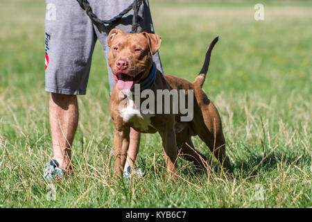 Red Nose Pit Bull Terrier ansimando e tirando il guinzaglio Foto Stock