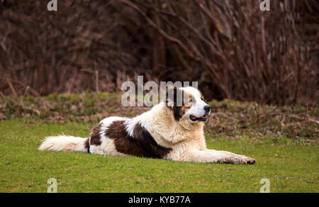 Grande bianco e broun sheeper bulgaro dio riposa in verdi prati a molla Foto Stock