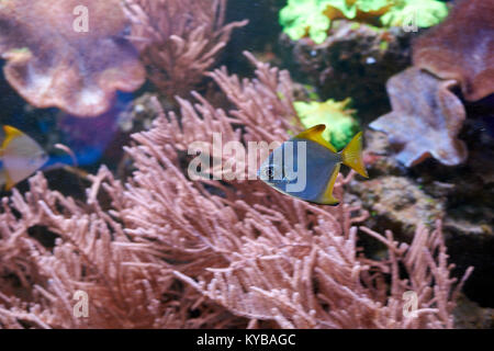 Argentus Monodactylus o argento moonyfishes vicino a una barriera corallina Foto Stock