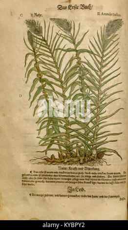 Un'illustrazione botanica del "New Kreüterbuch", che mostra raffigurazioni dettagliate delle piante medicinali con testo che ne spiega le applicazioni curative e le caratteristiche botaniche. Foto Stock