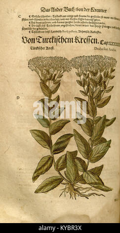 Un'illustrazione botanica di New Kreüterbuch ritrae una pianta medicinale con foglie e radici tratte in dettaglio, accompagnata da note tedesche stampate sulla sua applicazione. Foto Stock