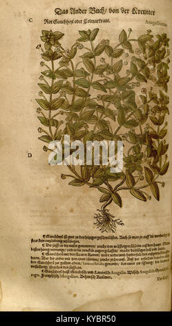 Una pagina botanica illustrata dal "New Kreüterbuch", che mostra dettagliati tagli di legno di piante medicinali utilizzate nei primi studi europei di erboristeria e botanica. Foto Stock