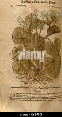 Illustrazione botanica di "New Kreüterbuch", che presenta rappresentazioni dettagliate della flora europea, che mostra lo studio scientifico e medicinale delle piante nell'era moderna. Foto Stock