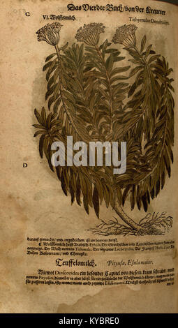 Un'illustrazione botanica del XVI secolo da "New Kreüterbuch", raffigurante erbe e piante medicinali utilizzate nei primi studi europei di medicina naturale e botanica. Foto Stock