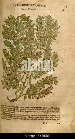 Una pagina dell'erboristeria di Leonhart Fuchs del 1543, che illustra una pianta con fiori e foglie dettagliate, che riflette la precisione dell'arte botanica rinascimentale. Foto Stock