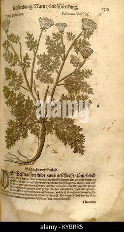 Un'illustrazione botanica della "nuova Kreüterbuch", raffigurante piante medicinali con testo di accompagnamento che ne spiega gli usi curativi e le caratteristiche botaniche. Foto Stock