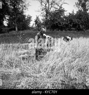 Una fotografia del 1960 scattata a PRI Čiči a Velika Slevica, in Slovenia, che mostra la gente che raccoglie avena con metodi tradizionali, raffigurante la vita agricola rurale. Foto Stock