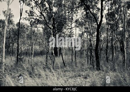 I terreni agricoli e bush vicino Clairview, Queensland, Australia Foto Stock